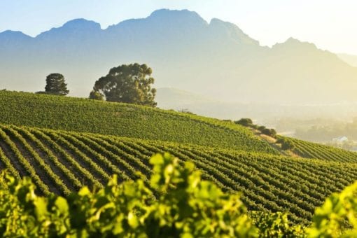 South Africa Wine Business Worksop 2025